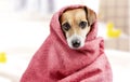 Bath washed dog Royalty Free Stock Photo