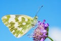 Bath white butterfly Royalty Free Stock Photo