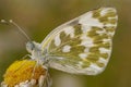 Bath white butterfly Royalty Free Stock Photo