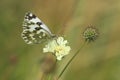 Bath white butterfly Royalty Free Stock Photo