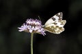 Bath White butterfly from Europe Royalty Free Stock Photo