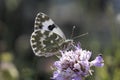 Bath White butterfly from Europe Royalty Free Stock Photo