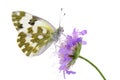 Bath white butterfly (Pontia daplidice) Royalty Free Stock Photo