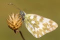 Bath white butterfly / Pontia daplidice Royalty Free Stock Photo