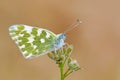 The Bath white butterfly or Pontia daplidice , butterflies of Iran