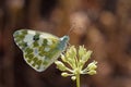 The Eastern bath white butterfly or Pontia edusa