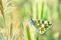 The Eastern bath white butterfly or Pontia edusa Royalty Free Stock Photo