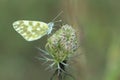 Bath white butterfly Royalty Free Stock Photo