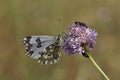 Bath White butterfly from Western Europe Royalty Free Stock Photo