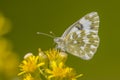 Bath white with green background Royalty Free Stock Photo