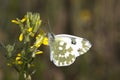 Bath white / Pontia daplidice Royalty Free Stock Photo