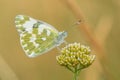 The bath white Pontia daplidice in Czech Republic Royalty Free Stock Photo