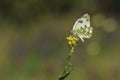 Bath white underside Royalty Free Stock Photo