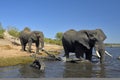 A bathe in Chobe river Royalty Free Stock Photo