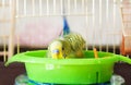 Bathed budgerigar parrot