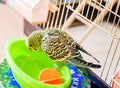 Bathed budgerigar parrot