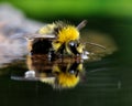 The bather bumblebee (Bombus pratorum) 11 Royalty Free Stock Photo