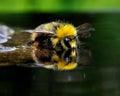 The bather bumblebee (Bombus pratorum) 5 Royalty Free Stock Photo