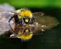 The bather bumblebee (Bombus pratorum) 9 Royalty Free Stock Photo