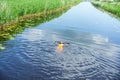 A bather girl in a lake, a girl swims on a river