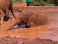 Bathing baby elephant Royalty Free Stock Photo