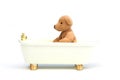 Bathing bear