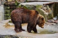 Bathing a big brown bear.