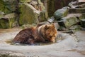 Bathing a big brown bear in a puddle. Royalty Free Stock Photo