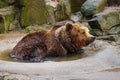 Bathing a big brown bear. Royalty Free Stock Photo