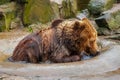 Bathing a big brown bear. Royalty Free Stock Photo