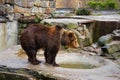 Bathing a big brown bear. Royalty Free Stock Photo