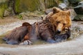 Bathing a big brown bear. Royalty Free Stock Photo