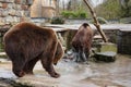 Bathing a big brown bears.