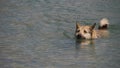 Bathing a big dog in a clean mountain river. Hot weather