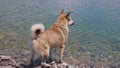 Bathing a big dog in a clean mountain river. Hot weather