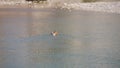 Bathing a big dog in a clean mountain river. Hot weather