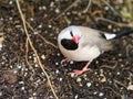 Bathing in a bird bath, a Long tailed finch bird Poephila acuticauda cools off in Australia