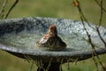 Bathing Bird Royalty Free Stock Photo