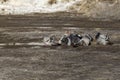 Bathing birds in the spring in melt water Royalty Free Stock Photo