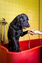 Bathing of the black Labrador Retriever dog. Happiness dog taking a bubble bath Royalty Free Stock Photo