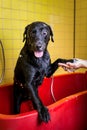 Bathing of the black Labrador Retriever dog. Happiness dog taking a bubble bath Royalty Free Stock Photo