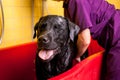 Bathing of the black Labrador Retriever dog. Happiness dog taking a bubble bath Royalty Free Stock Photo