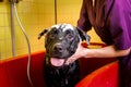 Bathing of the black Labrador Retriever dog. Happiness dog taking a bubble bath Royalty Free Stock Photo