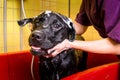 Bathing of the black Labrador Retriever dog. Happiness dog taking a bubble bath Royalty Free Stock Photo