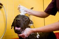 Bathing of the black Labrador Retriever dog. Happiness dog taking a bubble bath Royalty Free Stock Photo