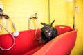 Bathing of the black Labrador Retriever dog. Happiness dog taking a bubble bath Royalty Free Stock Photo