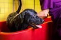 Bathing of the black Labrador Retriever dog. Happiness dog taking a bubble bath Royalty Free Stock Photo