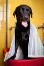 Bathing of the black Labrador Retriever dog. Happiness dog taking a bubble bath Royalty Free Stock Photo