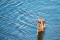 Bathing In Blue River Lake Water Alsatian Wolf Dog. Deutscher,