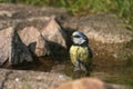 Bathing blue tit bird Royalty Free Stock Photo